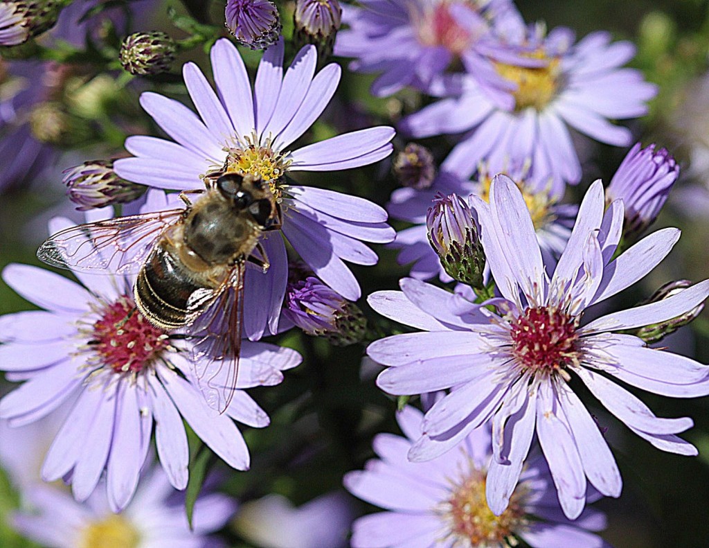 Aster[1]
