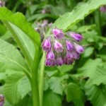 comfrey plant extract