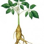 siberian ginseng root