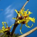 witch_hazel_astringent