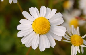 chamomile benefits for skin health 300x193