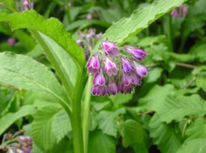 comfrey plant extract