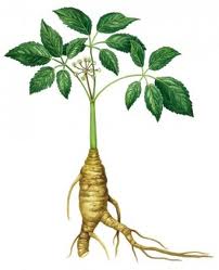 siberian ginseng root