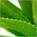 aloe_vera